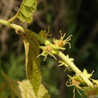 Croton caudatus Geiseler